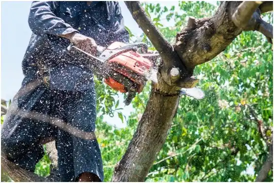 tree services Okeene